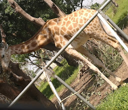 Kano Zoological Garden photo