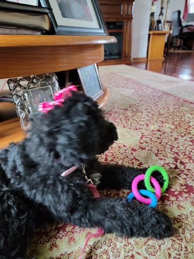 Pet Supply Store «Pet Supplies Plus», reviews and photos, 6030 Central Ave Suite A, Portage, IN 46368, USA