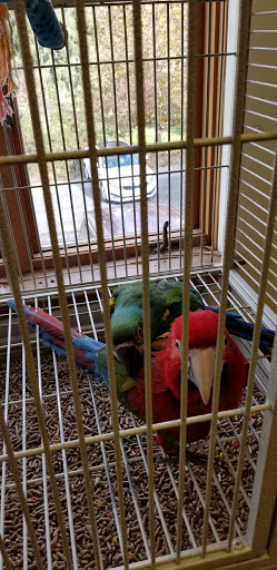 Bird Shop «Parrot & Bird Emporium Inc», reviews and photos, 360 N Westfield St, Feeding Hills, MA 01030, USA