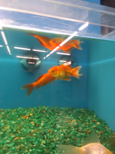 Pet Supply Store «Pet Supermarket», reviews and photos, 1020 S Ponce De Leon Blvd, St Augustine, FL 32086, USA