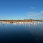 Photo n° 11 de l'avis de ziyan.u fait le 02/01/2024 à 11:37 pour Parc Ornithologique du Pont de Gau à Saintes-Maries-de-la-Mer
