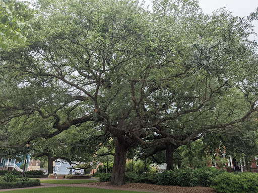 Museum «Davenport House Museum», reviews and photos, 324 E State St, Savannah, GA 31401, USA