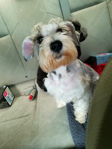 jessy the pet stylist