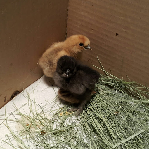 Pet Supply Store «Stockton Hill Feed & Pet», reviews and photos, 4250 Stockton Hill Rd, Kingman, AZ 86409, USA