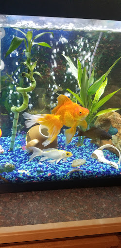 Pet Supply Store «Petco Animal Supplies», reviews and photos, 45205 Worth Ave, California, MD 20619, USA