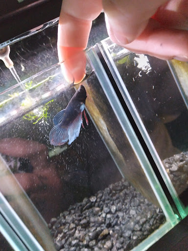 Pet Store «Fish & More Pet Store», reviews and photos, 310 E Main St #8, Sylva, NC 28779, USA