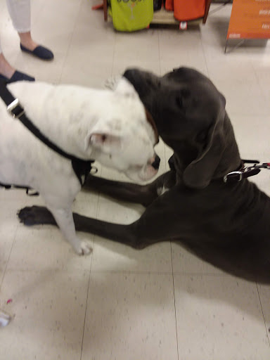 Pet Supply Store «PetSmart», reviews and photos, 1110 Hospitality Dr, Rock Hill, SC 29730, USA