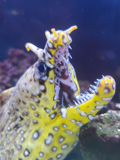 Pet Store «Pet Kingdom», reviews and photos, 3191 Sports Arena Blvd, San Diego, CA 92110, USA