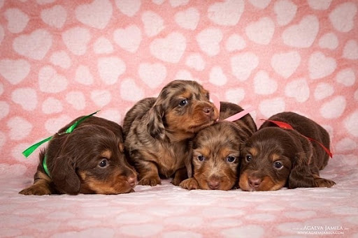 dachshund an Beagle Puppies For Adoption