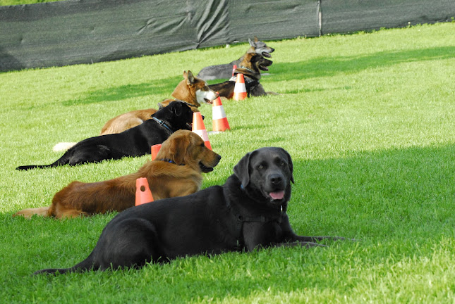 Rezensionen über Hundeschule Caneamico GmbH in Baar - Hundeschule