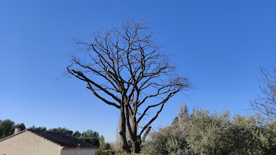 l'arborist' à Sainte-Tulle