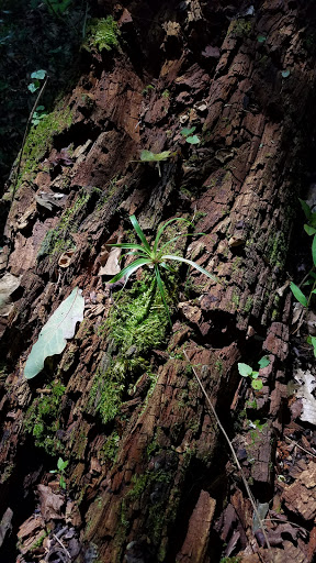 Park «Bringhurst Woods Park», reviews and photos, 5001 Washington Street Extension, Wilmington, DE 19809, USA