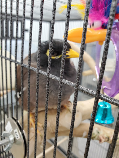 Bird Shop «Paterson Bird Store», reviews and photos, 13 Furler St # 1, Totowa, NJ 07512, USA