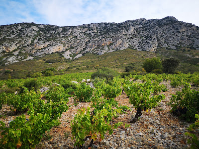Domaine Christophe Marin à Maury