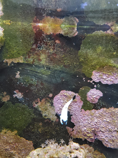 Tropical Fish Store «Marine Oasis», reviews and photos, 5340 W Ridge Rd, Spencerport, NY 14559, USA