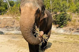 Secret elephant sanctuary image