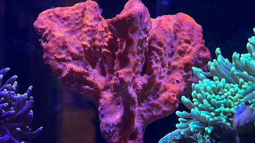 Pet Supply Store «Reef Plus», reviews and photos, 935 Oak St, North Aurora, IL 60542, USA