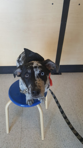 Pet Supply Store «PetSmart», reviews and photos, 585 Main St, Brookfield, WI 53005, USA