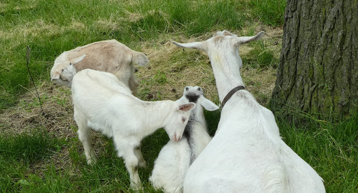 Park «Garfield Park Conservatory», reviews and photos, 300 N Central Park Ave, Chicago, IL 60624, USA