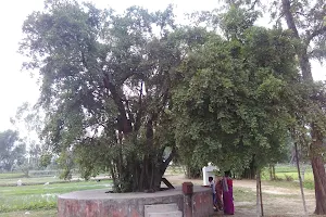 Shami Briksha কসবা, বৈরহাট্টা, হরিরামপুর, দক্ষিণ দিনাজপুর image
