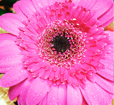 Florist «Kern Park Flower Shoppe», reviews and photos, 6713 SE Holgate Blvd, Portland, OR 97206, USA