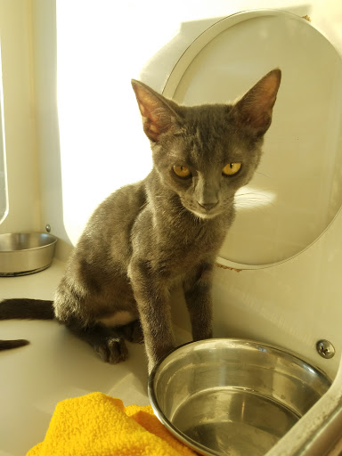 Pet Adoption Service «Found Animals Adopt & Shop», reviews and photos, 353 Lakewood Center Mall, Lakewood, CA 90712, USA