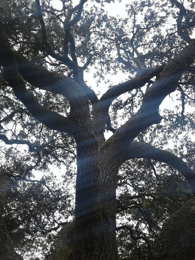 Park «Municipal (Langan) Park», reviews and photos, 4901 Zeigler Blvd, Mobile, AL 36608, USA