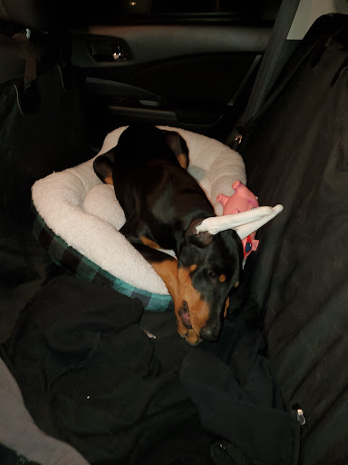 Pet Supply Store «Pet Supplies Plus», reviews and photos, 1411 S Stockton St, Lodi, CA 95240, USA