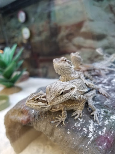 Pet Supply Store «Petco Animal Supplies», reviews and photos, 6137 Mid Rivers Mall Dr, St Charles, MO 63304, USA