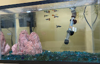 Go Fish A Fish Store & More - Photo 9 - Car repair in Flourtown, PA, Philadelphia