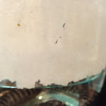 Photo n°4 de l'avis de Francesco.. fait le 14/05/2023 à 16:23 sur le  Locanda Dei Templari à Feletto