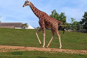The Giraffes Zone image