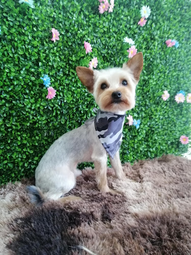 MUNDO CANINO Peluqueria canina & Veterinaria - San Miguel