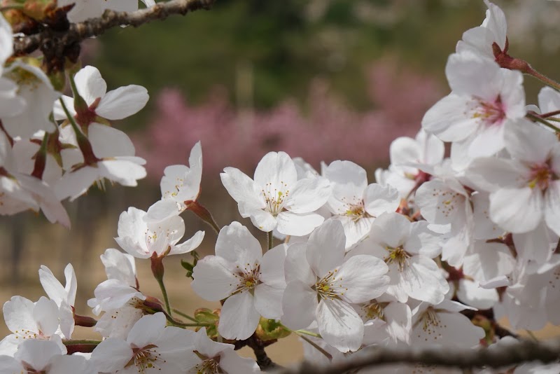 松之山 桜公園