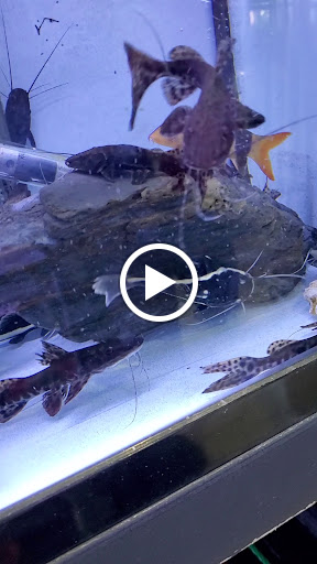 Pet Supply Store «Monster Aquarium Inc.», reviews and photos, 131-08 40 Rd, Flushing, NY 11354, USA