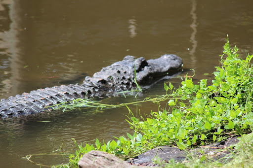 Zoo «Brevard Zoo», reviews and photos, 8225 N Wickham Rd, Melbourne, FL 32940, USA