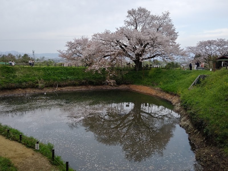 浅井の一本桜