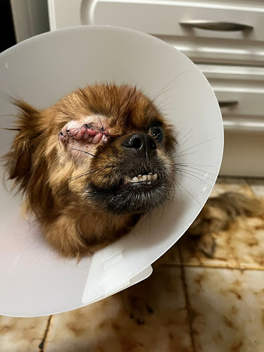 Veterinario HelpVet da Torre - Seixal