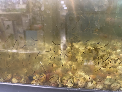 Pet Supply Store «PetSmart», reviews and photos, 1621 E Monte Vista Ave b, Vacaville, CA 95688, USA