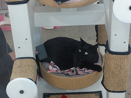 Pet Supply Store «Petco Animal Supplies», reviews and photos, 3495 Sports Arena Blvd, San Diego, CA 92110, USA