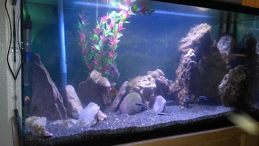 Tropical Fish Store «Blue Reef Aquatics», reviews and photos, 5960 Losee Rd, North Las Vegas, NV 89081, USA