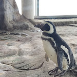 Photo n°1 de l'avis de J. fait le 25/04/2024 à 20:28 sur le  Aquarium Wilhelmshaven incl. Prehistoric Sea Museum à Wilhelmshaven