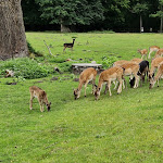 Photo n°1 de l'avis de Iris.c fait le 10/08/2023 à 12:00 sur le  Café Im Tiergarten à Ivenack