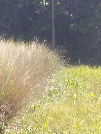 Thrift Store «Homosassa Springs Thrift & Gift Shoppe and Herry’s Cafe», reviews and photos, 8471 W Periwinkle Ln, Homosassa, FL 34446, USA