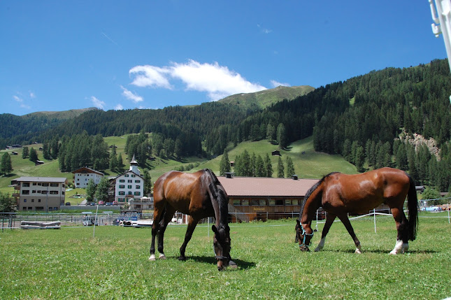 Rezensionen über Reitschule Davos Judith von Gunten GmbH in Davos - Kindergarten