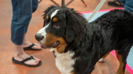 Pet Supply Store «Wags To Wiskers Pet Supplies», reviews and photos, 2423 W Stadium Blvd, Ann Arbor, MI 48103, USA