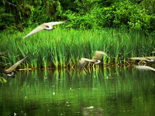 Golf Course «Eastmoreland Golf Course», reviews and photos, 2425 SE Bybee Blvd, Portland, OR 97202, USA