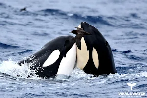 Whale Watch Western Australia image