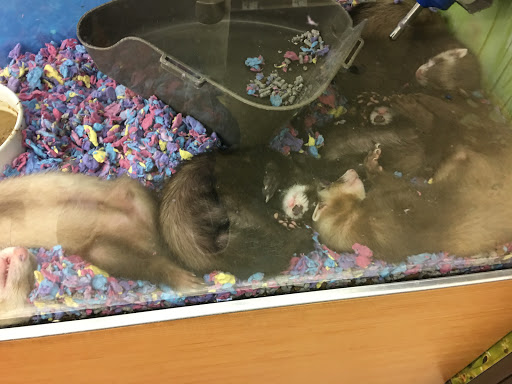 Pet Supply Store «Petco Animal Supplies», reviews and photos, 5601 Brodie Ln, Sunset Valley, TX 78745, USA
