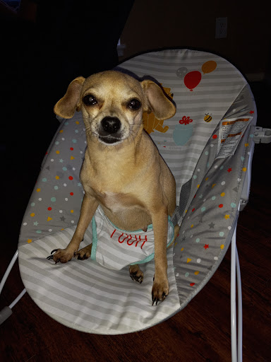 Pet Supply Store «PetSmart», reviews and photos, 5722 Fairmont Pkwy, Pasadena, TX 77505, USA